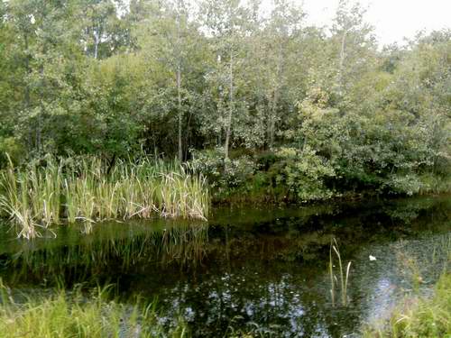 Лесной пруд